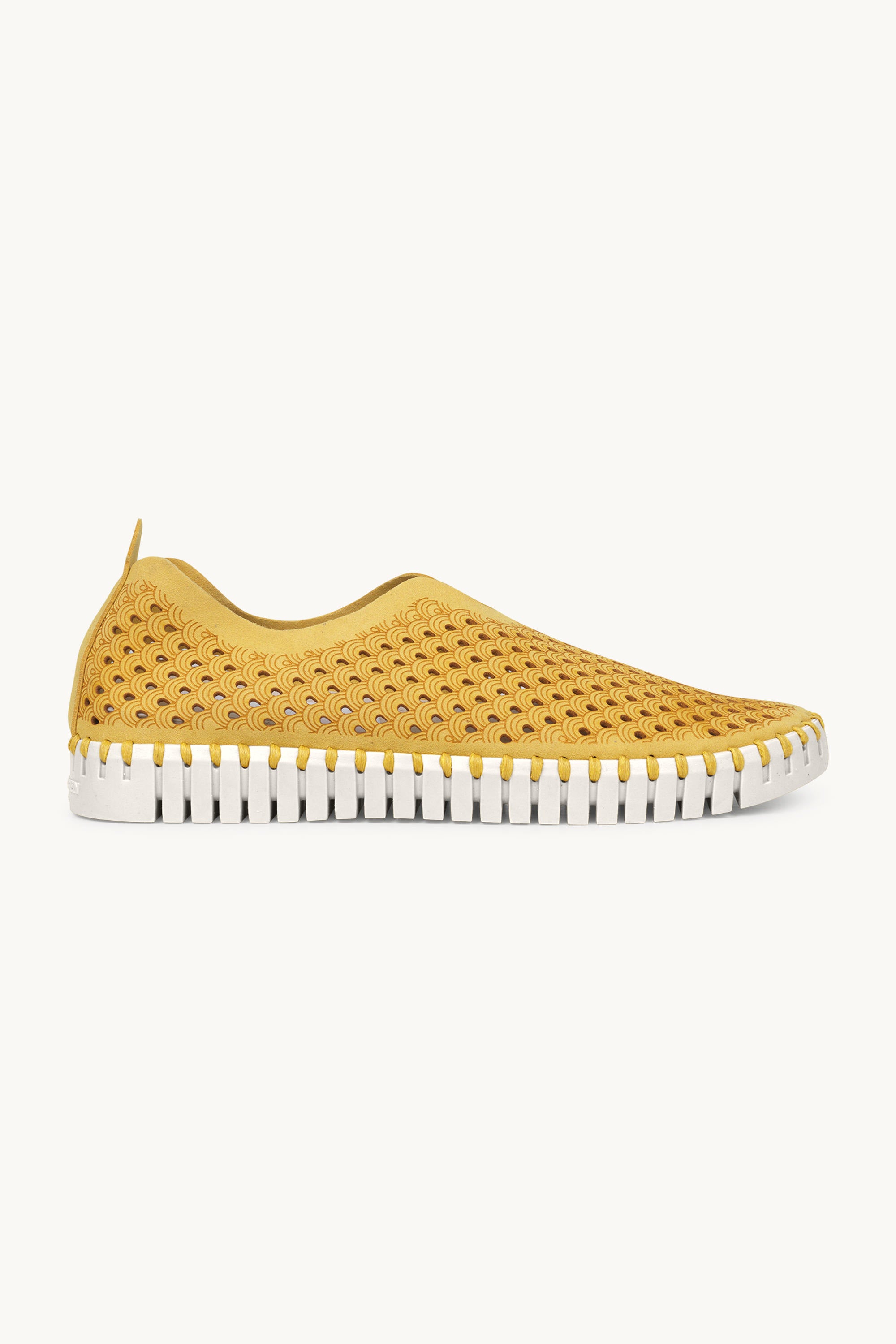 Tulip Flats - Golden Rod